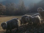 troupeau de chèvre Angora produisant de la laine Mohaire